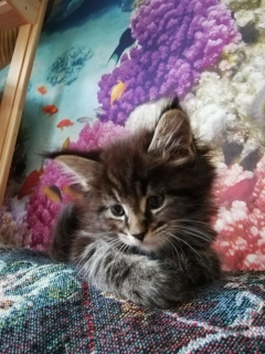 Photo №2 de l'annonce № 2198 de la vente maine coon - acheter à Fédération de Russie éleveur