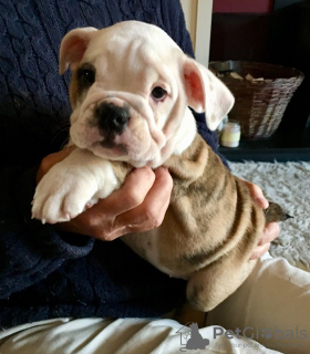 Photos supplémentaires: Des chiots bouledogues anglais vaccinés sont prêts à être vendus