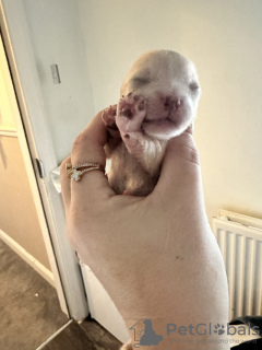 Photo №3. Très beaux chiots Poméranie Xs Poméranie. USA