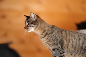 Photo №2 de l'annonce № 31805 de la vente  - acheter à Fédération de Russie 