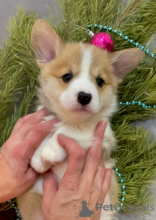 Photo №1. chien bâtard - à vendre en ville de Irkoutsk | 647€ | Annonce №142479