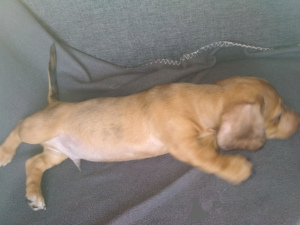 Photo №4. Je vais vendre teckel en ville de Dnipro. éleveur - prix - 93€