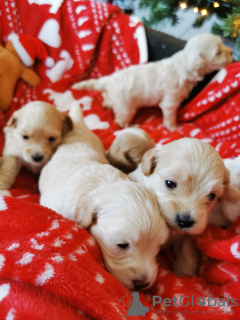 Photo №2 de l'annonce № 132177 de la vente  - acheter à Suisse 