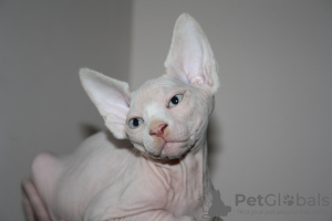 Photo №3. Sphynx canadien/Sphynx kanadische. Allemagne
