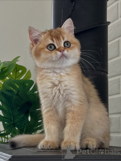 Photo №2 de l'annonce № 175096 de la vente british shorthair - acheter à Allemagne éleveur