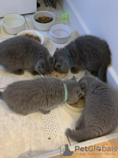 Photo №4. Je vais vendre british shorthair en ville de Düsseldorf. de la fourrière, de l'abri, éleveur - prix - 400€