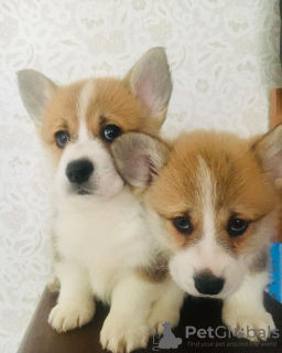 Photo №1. welsh corgi - à vendre en ville de Helsinki | 350€ | Annonce №65571