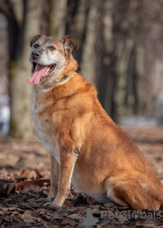 Photo №4. Je vais vendre chien bâtard en ville de Москва. de l'abri - prix - Gratuit