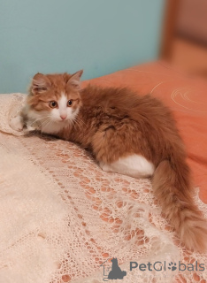 Photo №4. Je vais vendre  en ville de Rivière moscou. annonce privée - prix - Gratuit