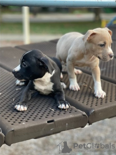 Photo №1. american staffordshire terrier - à vendre en ville de Särkisalo | Gratuit | Annonce №129086