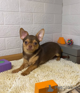 Photo №1. chihuahua - à vendre en ville de Miass | 308€ | Annonce №124831