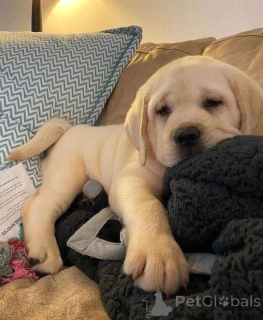 Photo №2 de l'annonce № 157019 de la vente labrador retriever - acheter à Allemagne de l'abri, éleveur