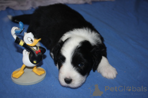 Photo №3. CHIOTS BEARDED COLLIE. France