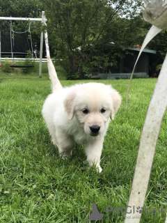 Photo №1. golden retriever - à vendre en ville de Medininkai | 300€ | Annonce №75762