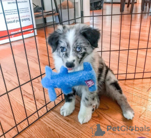 Photo №1. border collie - à vendre en ville de Bucharest | Gratuit | Annonce №109535