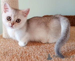 Photo №1. munchkin - à vendre en ville de Damüls | 350€ | Annonce № 171174