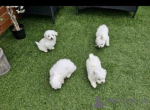 Photo №1. bichon maltais - à vendre en ville de Murcia | négocié | Annonce №176386