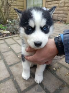 Photo №1. husky de sibérie - à vendre en ville de Gothenburg | Gratuit | Annonce №89574