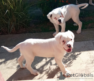 Photos supplémentaires: bouledogue américain