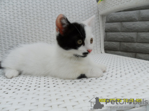Photo №4. Je vais vendre munchkin en ville de Москва. éleveur - prix - 332€