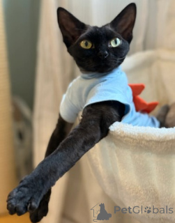 Photo №2 de l'annonce № 160323 de la vente devon rex - acheter à Allemagne éleveur