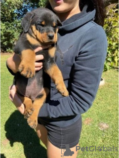 Photo №1. rottweiler - à vendre en ville de Effretikon | 450€ | Annonce №129180