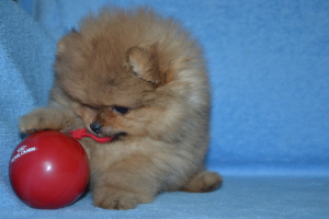 Photo №1. spitz nain - à vendre en ville de  | Négocié | Annonce №4368