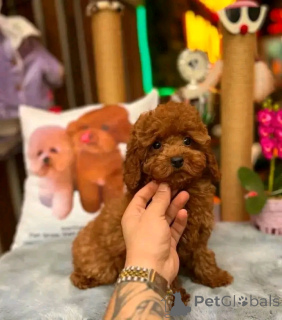 Photo №1. caniche (jouet) - à vendre en ville de Colorado City | 850€ | Annonce №139155