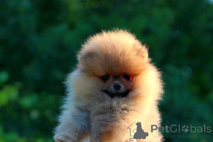 Photo №3. Chiots Pomeranian Boo, un chiot Spitz miniature. Serbie