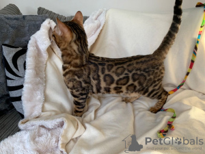 Photos supplémentaires: 2 chatons Bengal Cats en bonne santé disponibles à la vente maintenant