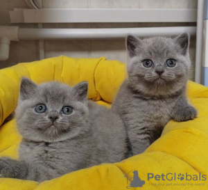 Photo №2 de l'annonce № 122120 de la vente british shorthair - acheter à USA annonce privée