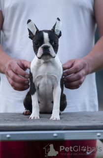 Photos supplémentaires: Boston Terrier Beaux chiots à vendre