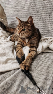 Photo №4. Je vais vendre  en ville de Москва. annonce privée - prix - Gratuit