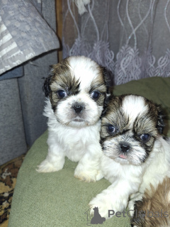 Photo №2 de l'annonce № 167392 de la vente lhassa apso, bichon maltais, maltipu, spitz nain, caniche (nain), spitz finlandais, shih tzu - acheter à La Lettonie annonce privée, de la fourrière, éleveur