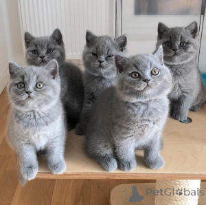 Photo №1. british shorthair - à vendre en ville de Filpule | 400€ | Annonce № 171558