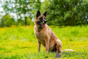 Photos supplémentaires: Un mec chic de phénotype malinois cherche un homme.