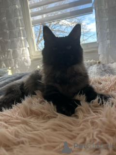 Photo №4. Je vais vendre maine coon en ville de Малага. annonce privée - prix - 446€