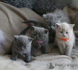 Photo №1. british shorthair - à vendre en ville de New york | négocié | Annonce № 122118