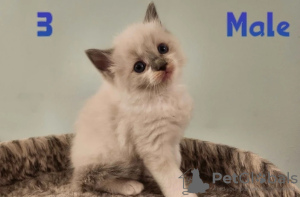 Photo №3. Chatons Ragdoll de race pure pour les maisons de qualité.. L'Autriche