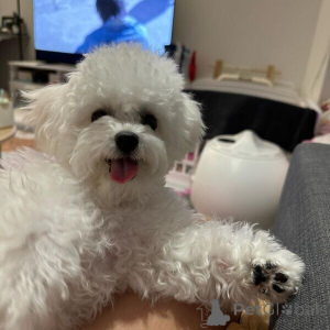 Photo №1. bichon à poil frisé - à vendre en ville de Dendermond | négocié | Annonce №170405