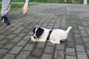 Photo №4. Je vais vendre jack russell terrier en ville de Saint-Pétersbourg. de la fourrière - prix - négocié