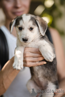 Photo №2 de l'annonce № 24929 de la vente chien bâtard - acheter à Fédération de Russie de l'abri