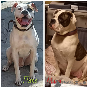 Photo №1. bouledogue américain - à vendre en ville de Rostov-sur-le-Don | 1063€ | Annonce №145428