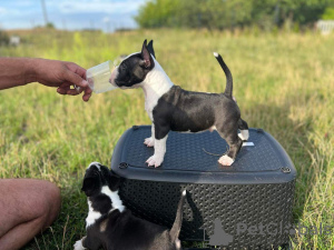 Photos supplémentaires: Bull Terrier miniature FCI