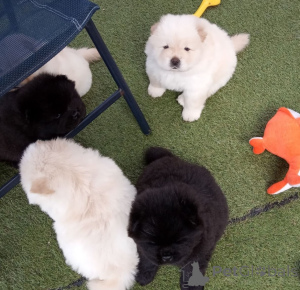 Photo №1. chow-chow - à vendre en ville de Częstochowa | négocié | Annonce №162442