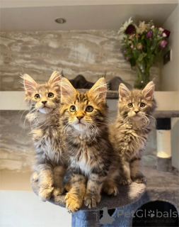 Photo №1. maine coon - à vendre en ville de Giesen | 350€ | Annonce № 154971