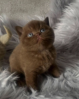 Photo №1. british shorthair - à vendre en ville de Dikirh | négocié | Annonce № 156692