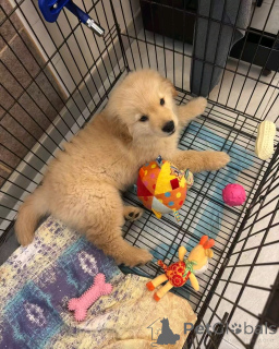 Photo №3. Chiots de retriever enduit en boucle pour adoption. USA