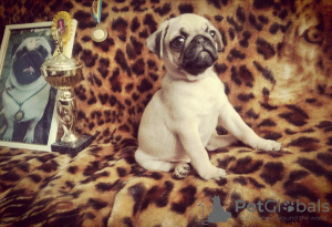 Photo №3. Vente de chiots carlin avec les documents du club UKF du champion d'Ukraine. Ukraine