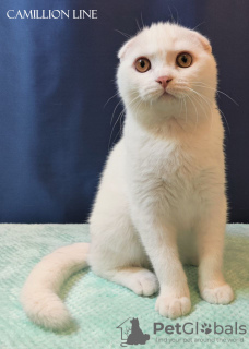 Photo №3. Chaton-garçon Scottish Fold entièrement blanc. Fédération de Russie